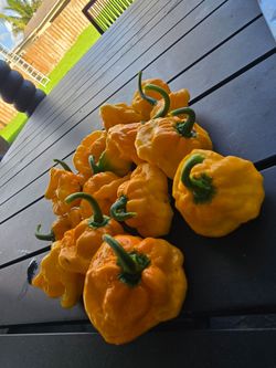 Scotch Bonnet Peppers