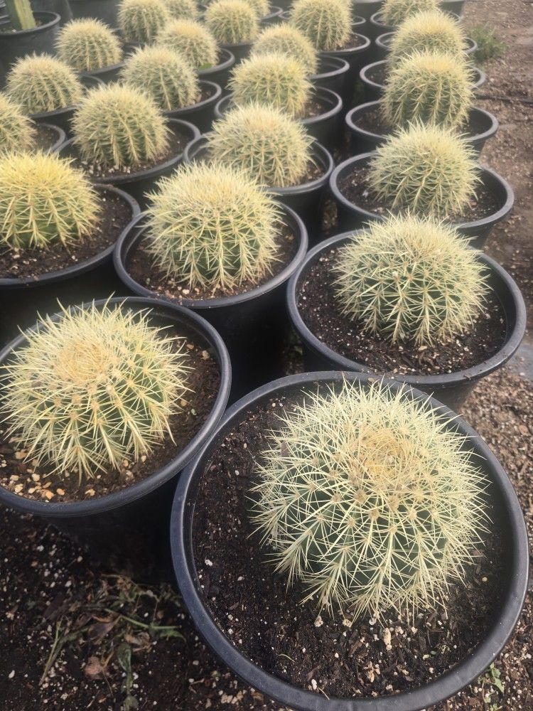 Golden Barrel Cactus