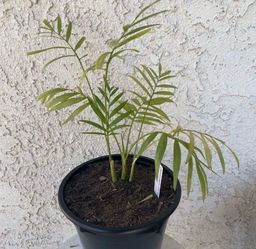 1.5 Gallon Pot Succulent Plant- Parlor Palm - Chamaedorea Elegans - Live Indoor Outdoor Plant - Rooted & Established - Drought Resistant - 🪴