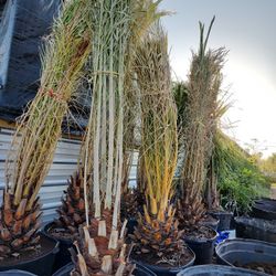 Palmas Silvestres 2pies 1/2 .65 Gallones