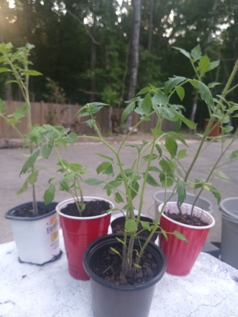 Organic Non GMO Tomato And Colored Pepper Plants