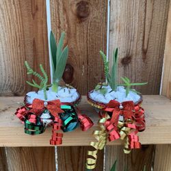 Miniature Holiday Succulent Arrangements