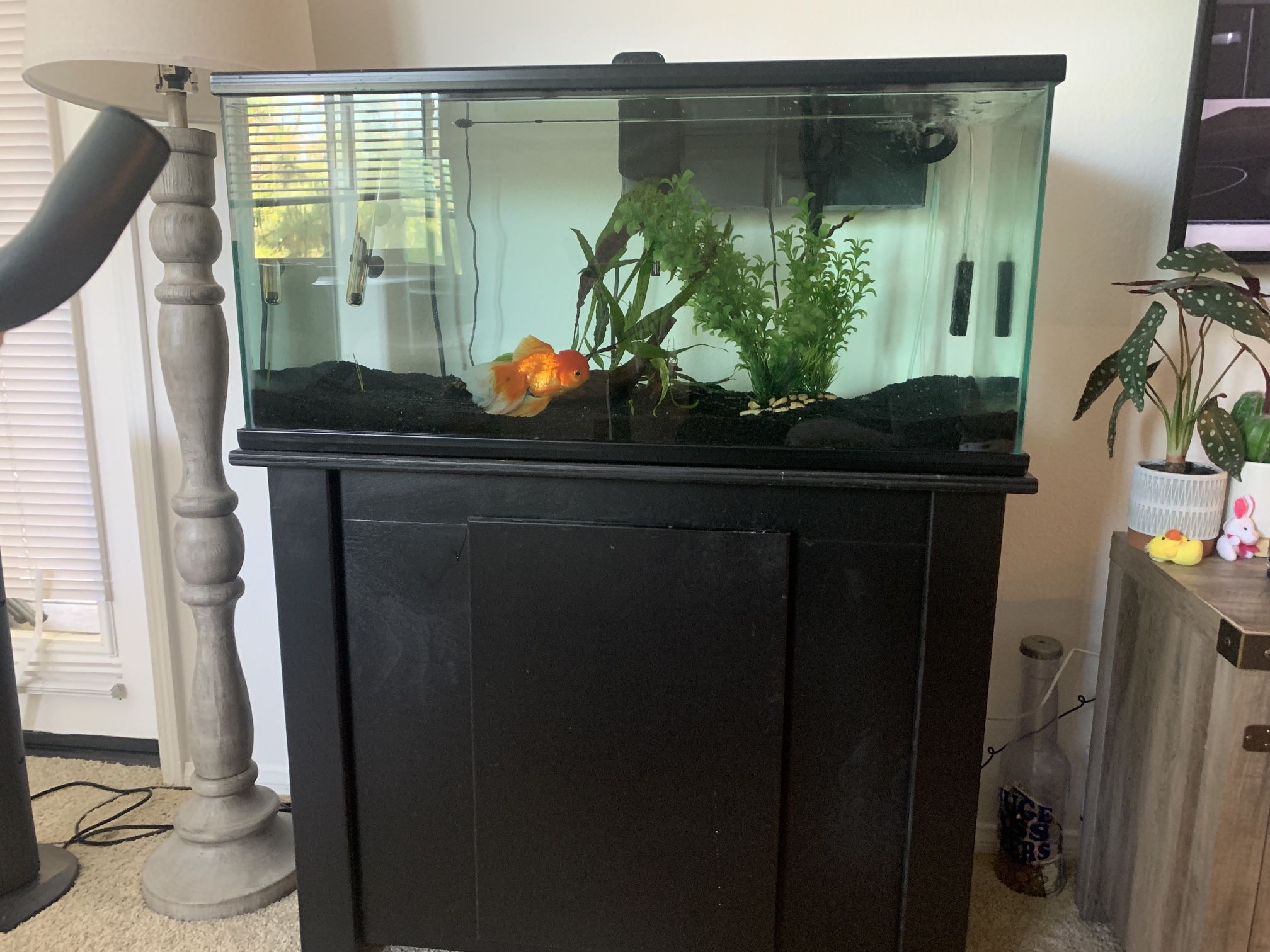 40 Gallon Fish Tank W/ Goldfish