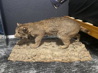 Full Body Bobcat Taxidermy Mount 