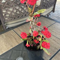 Crown Of Thorns Plant
