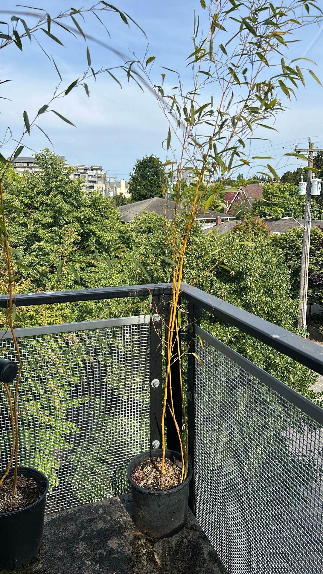 Bamboo