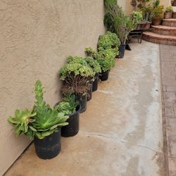 Cheap Succulents
