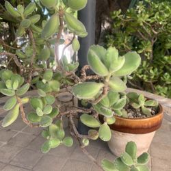 🌱 Bear’s Paw Succulent in Ceramic Clay Pot 🌱 