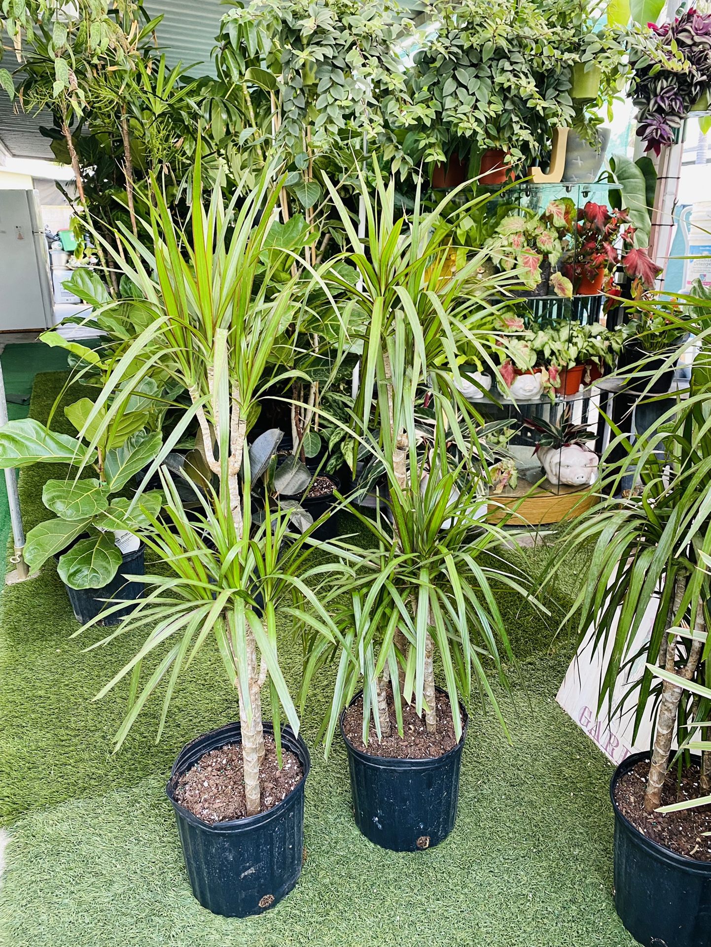 Plants (10”pot x 4ft tall🌿2 for $25 Dracaena Dragon Tree Madagascar)