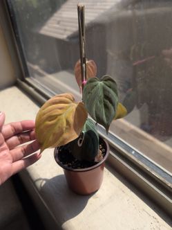 Variegated Aurea Micans