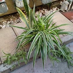 Snake And Spiders Plant