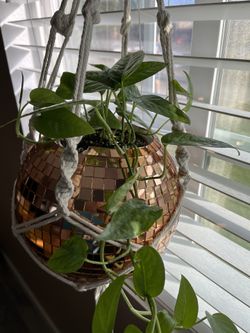 Cebu Blue In 4” Pot In Rose Gold Disco Ball