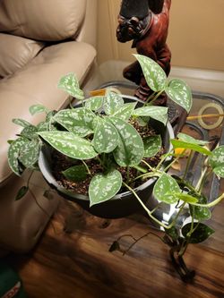 House Plant Exotic Angel 