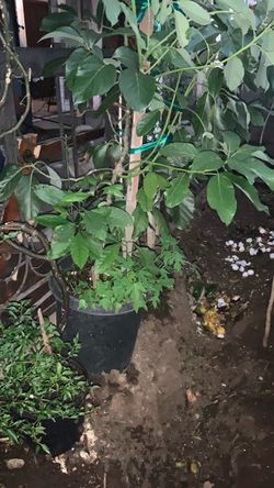 Avocado tree Árbol aguacate