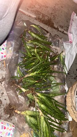 Free aloe buds