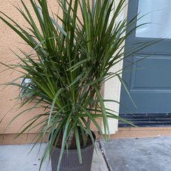 Living  Plant With Great Condition 