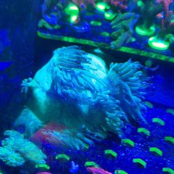 Fake Coral decoration plastic