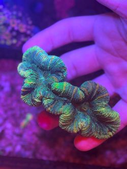 Trachy coral plastic decor for sale