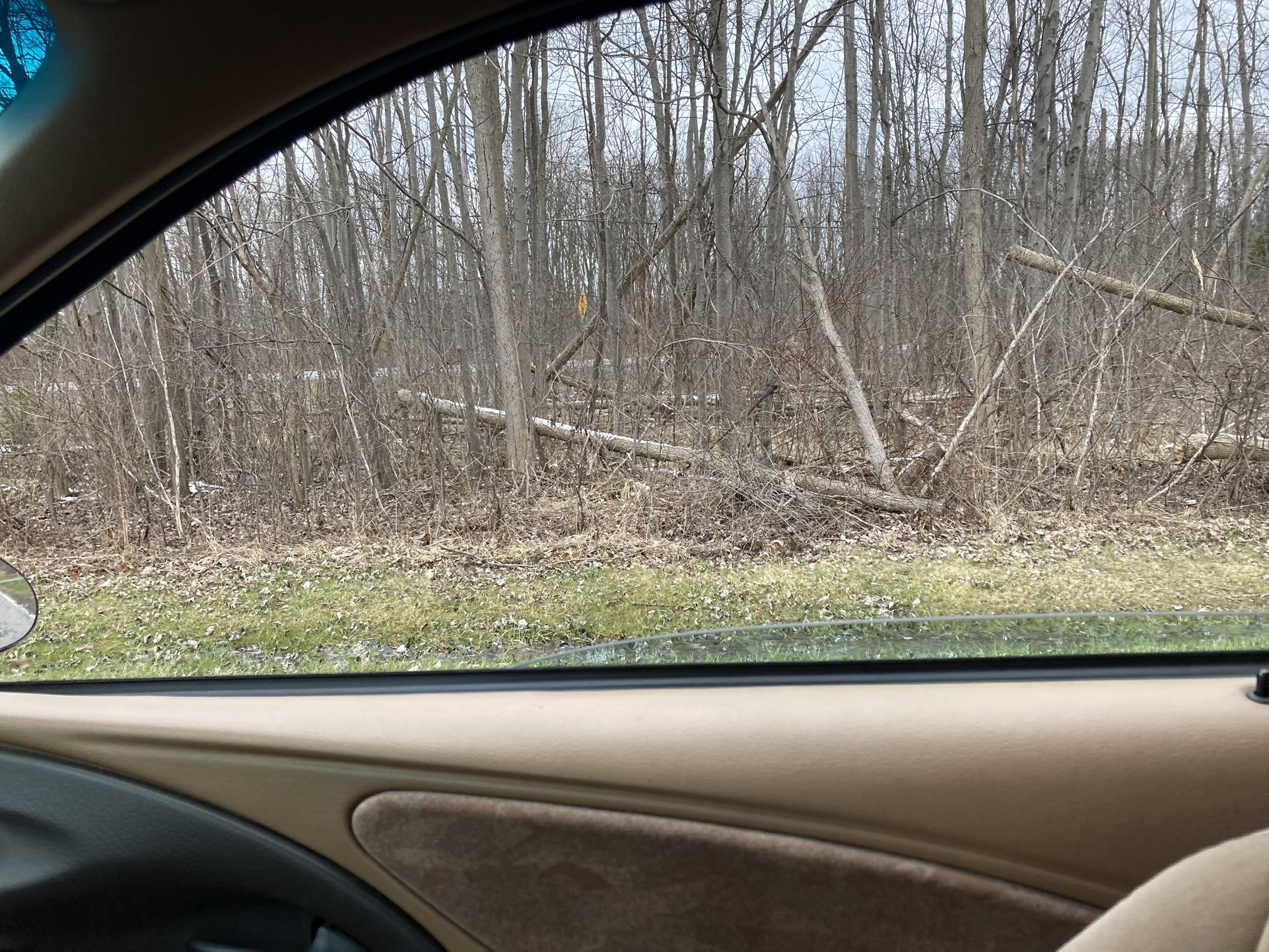 Free Wood