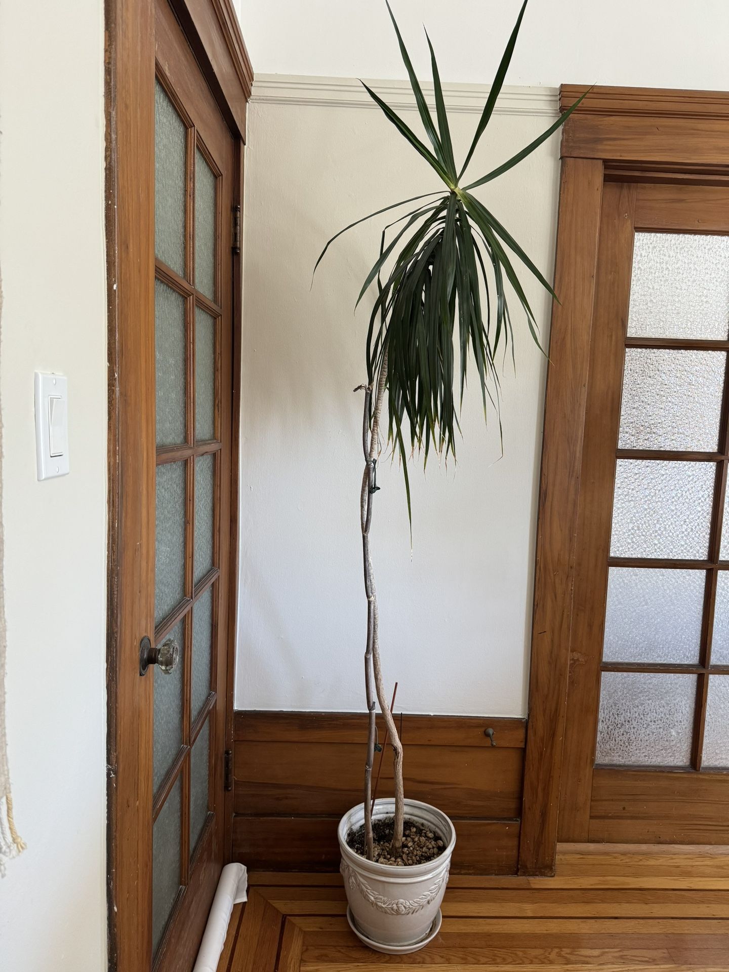 6ft Palm Plant