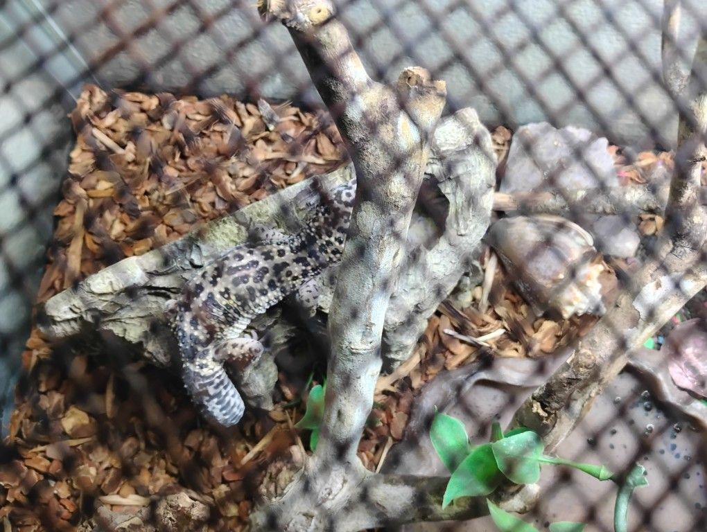 Reptile Enclosure