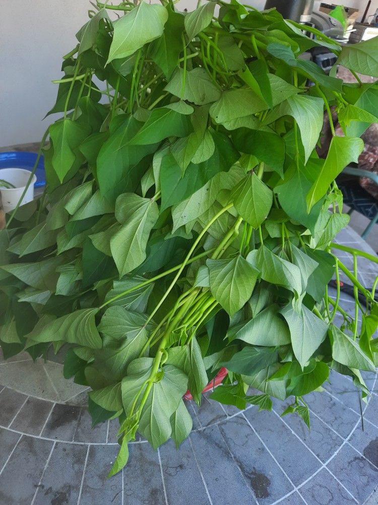 Yam/ sweet potatoes leaves / hojas de camote/ rau lang / talbos ng kamote / 地瓜苗 /고구마순 (goguma-sun) or 고구마줄기 (goguma-julgi). /kazura" or "kandaba," 