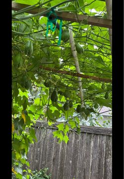 Plantas de chayotes