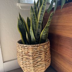 Snake Plant 