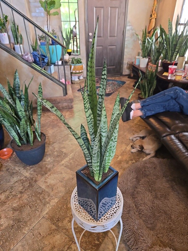2ft 8in Tall Sansevieria Snake Plant In Ceramic Pot