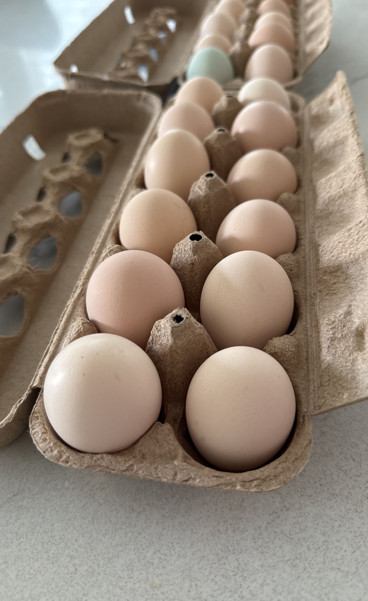 Organic Eggs 