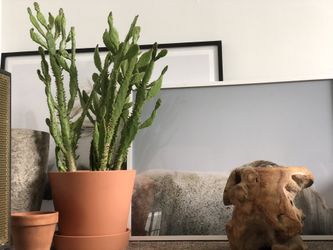 Beautiful Thriving cactus in Terra-cotta