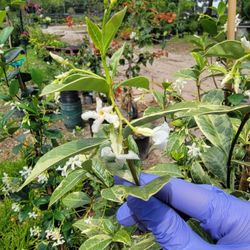 Variegated  Confederate Jasmine Plant FRAGRANCE PLANT 