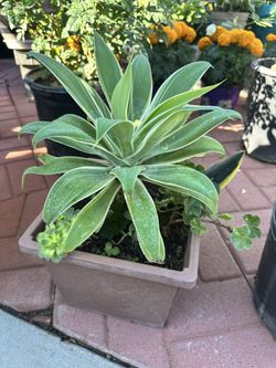 Agave And Succulents 