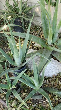 Plantas de savila diferntes tamaños I precios
