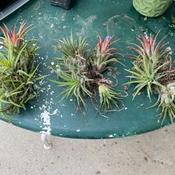 Blooming Air plants 