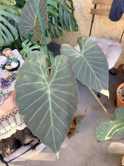 Free Alocasia