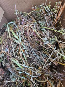 Free Bulbs-grape hyacinth & bluebells
