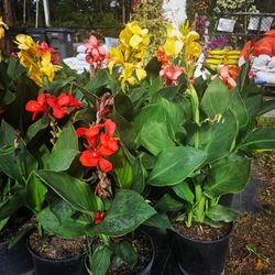 Cana Lilly  Edible Flowers And Roots 4gal