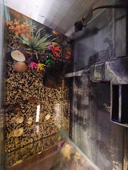 Fish Tank