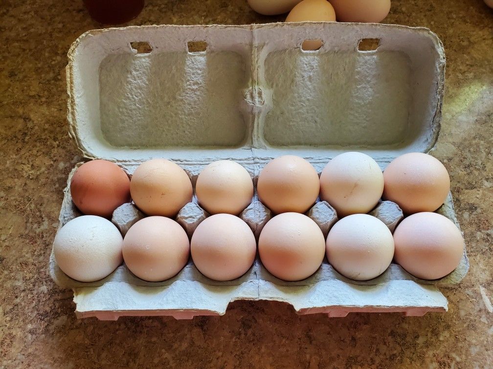 Fresh Farm Eggs $6 a Dozen
