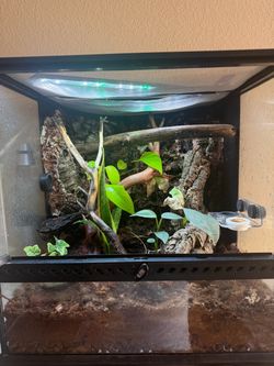 Reptile terrarium