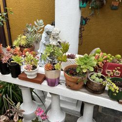 Succulents 