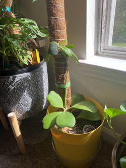 Plants