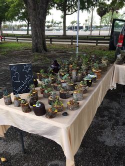 Succulent Arrangements