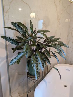 Plant and pot