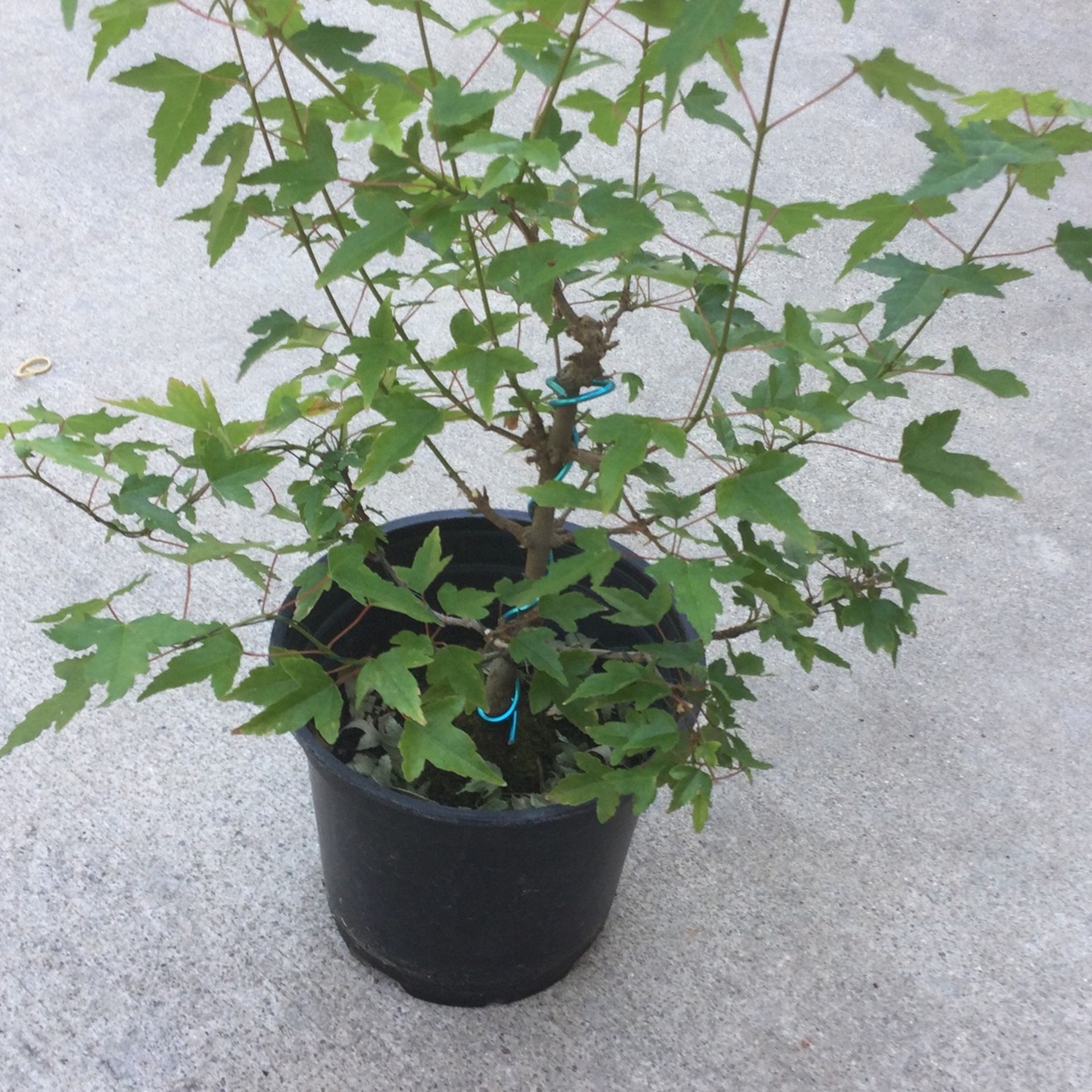 Bonsai trees