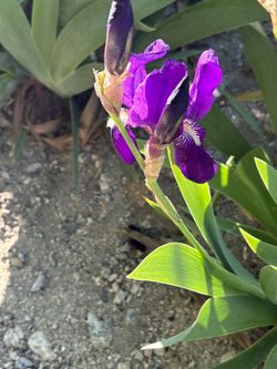 Tall Bearded Reblooming Iris 