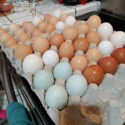 Chicken or duck eggs