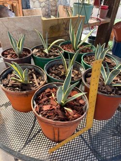 Agave plants