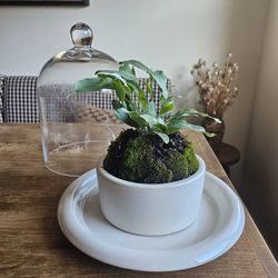 Terrarium fairy garden